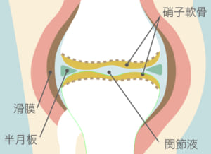 膝関節とヒアルロン酸の関係