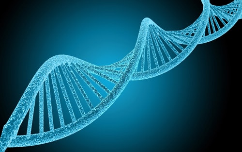 変形性膝関節症に関係する遺伝子