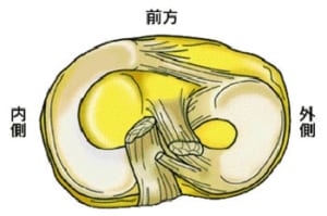 半月板とは