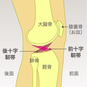 後十字靭帯とは