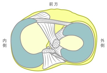 正常な半月板