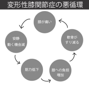 変形性膝関節症の悪循環