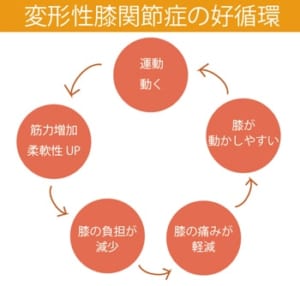 運動治療がもたらす変形性膝関節症への良い循環