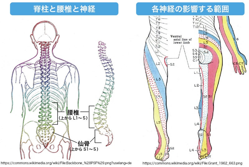 背骨の種類と神経の及ぶ範囲