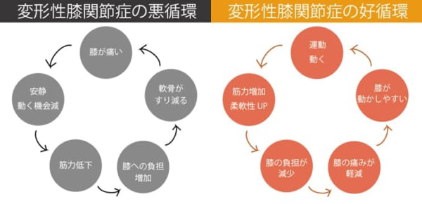 変形性膝関節症の悪循環と好循環